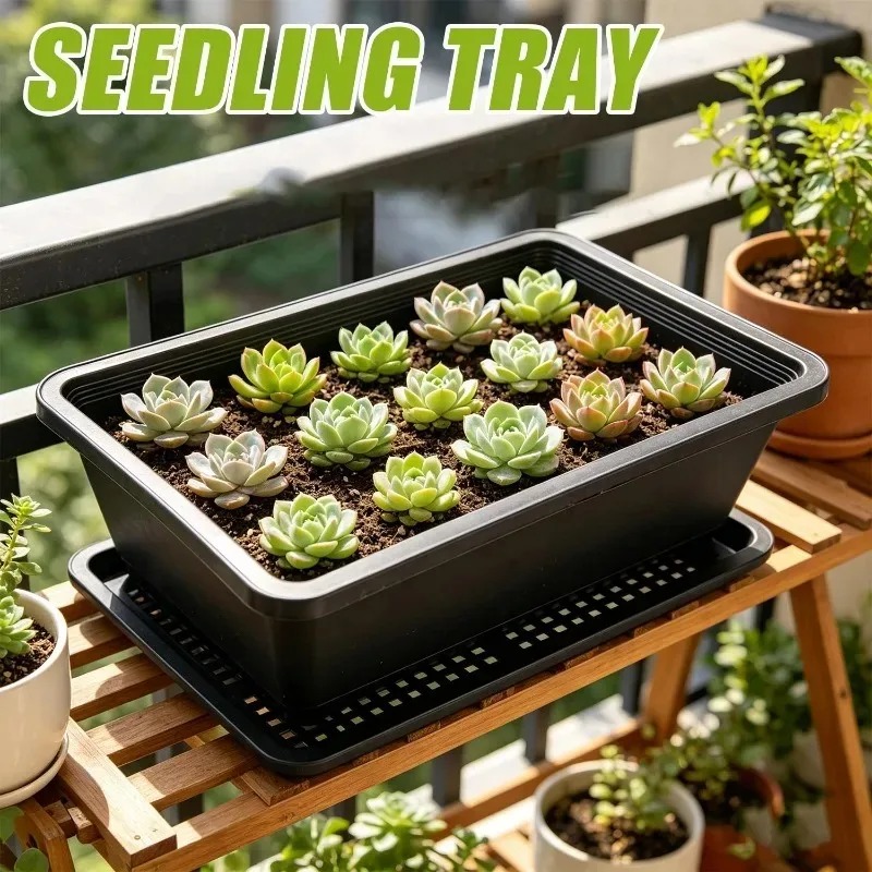 Succulent Plants Seedling Tray - Food Storage Plants 리뷰 및 가격
