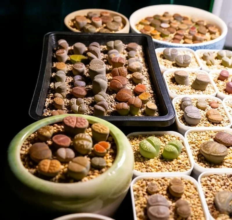 Succulent Plants Seedling Tray - Food Storage Plants 리뷰 및 가격