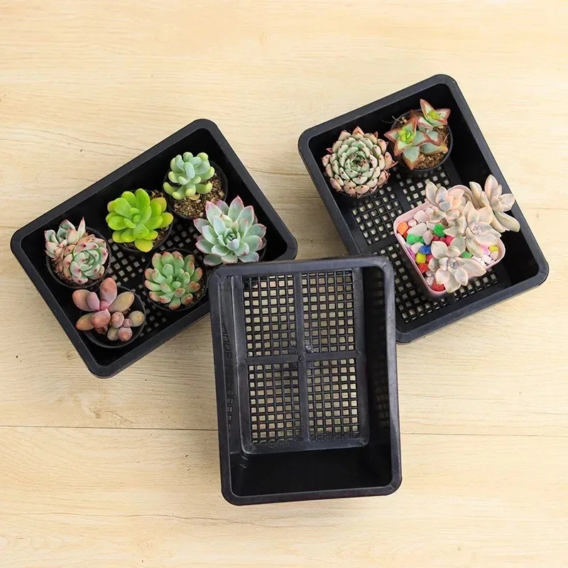 Succulent Plants Seedling Tray - Food Storage Plants 리뷰 및 가격