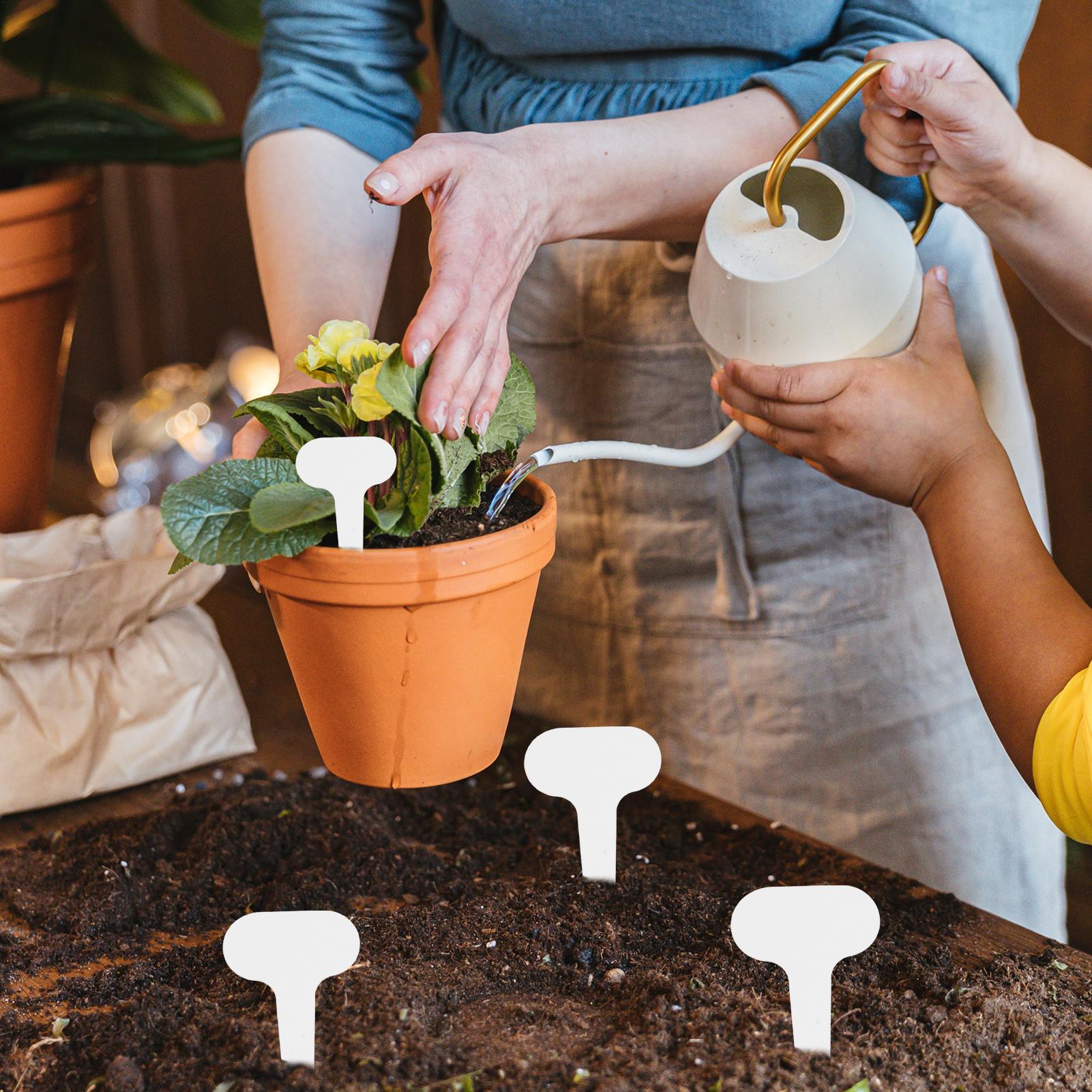 100 pieces White Plastic PVC P - Food Storage Plants 리뷰 및 가격