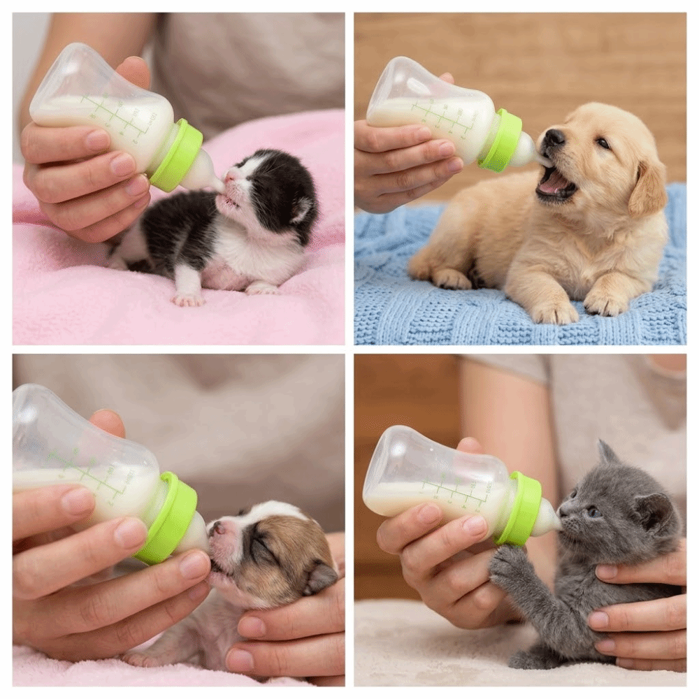 4pcs/ Set 150ml Capacity Pet F - Storage Tips For Food 리뷰 및 가격